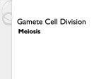 Gamete_Cell_Division_teacher