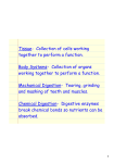 Tissue- Collection of cells working together to perform a function