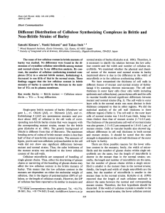 Different Distribution of Cellulose Synthesizing Complexes in Brittle