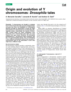 Origin and evolution of Y chromosomes: Drosophila tales