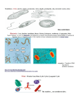 Microbes Study Guide KEY.pages