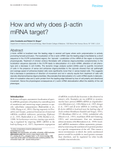 How and why does β-actin mRNA target?