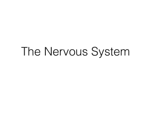 Nervous System Notes