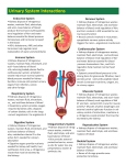 Urinary System Interactions