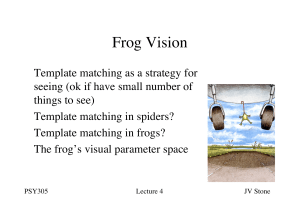 Frog Vision