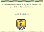 Herbicide resistance in Hydrilla verticillata and Other Aquatic Plants