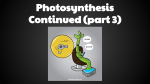 Photosynthesis Continued (part 3)