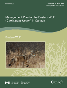 Eastern Wolf (Canis lupus lycaon) - Registre public des espèces en