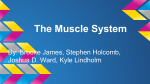 The Muscle System
