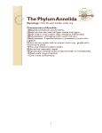 The Phylum Annelida