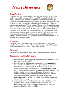 Heart Dissection - Sinoe Medical Association