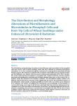 The Distribution and Morphology Alterations of Microfilaments and