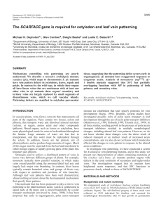 SCARFACE in plant vein patterning - Development