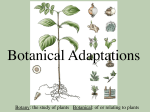 Botanical Adaptations