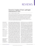 Dynamic imaging of host–pathogen interactions in vivo