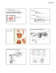 Female Genital System - Gynecologic Pathology Laboratory