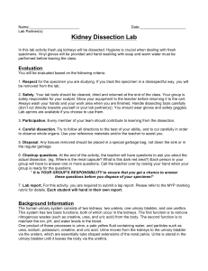 Kidney Dissection Lab