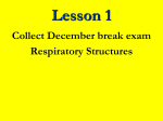 Respiratory system notes