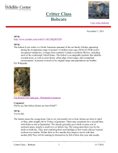 Critter Class Bobcats - The Wildlife Center of Virginia