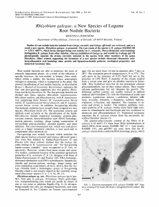 Rhizobium galegae, a New Species of Legume Root Nodule Bacteria