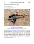 Nomeus gronovii (Man-of-war Fish)