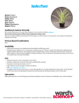 Spider Plant - Ward`s Science