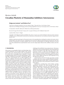 Circadian Plasticity of Mammalian Inhibitory Interneurons