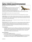 Spiny Tailed Lizard (Uromastyx)
