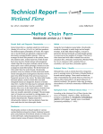 Netted Chain Fern - Woodwardia areolata
