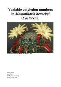 Variable cotyledon numbers in Mammillaria beneckei