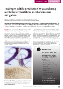 Hydrogen sul de production by yeast during alcoholic fermentation