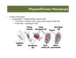 Phylum/Divison Pterophyta