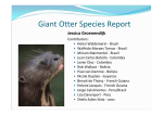 Giant Otter - IUCN Otter Specialist Group
