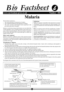206 Malaria.p65