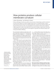 How proteins produce cellular membrane curvature