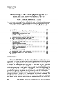 Morphology and Electrophysiology of the Mammalian