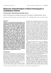 Molecular characterisation of RecQ homologues in Arabidopsis