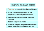 Pharynx and soft palate