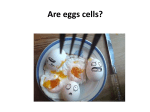 Eggs are the largest single cell!