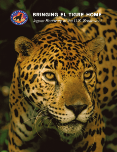 Bringing El TigrE HomE - Defenders of Wildlife