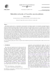 Metabolic networks of Cucurbita maxima phloem