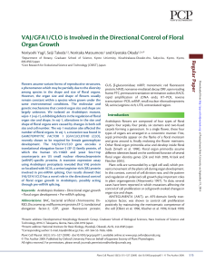 VAJ/GFA1/CLO is Involved in the Directional Control of Floral Organ