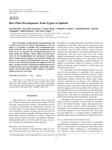 Rice Plant Development: from Zygote to Spikelet