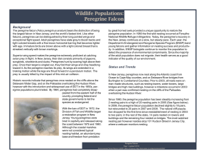 Wildlife Populations: Peregrine Falcon