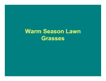 Warm Season Lawn Grasses