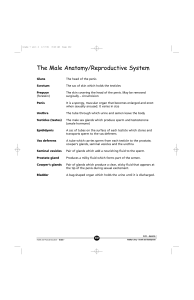 The Male Anatomy/Reproductive System