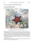 Oreaster reticulatus (West Indian Sea Star)