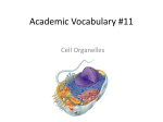 Academic Vocabulary #11