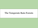 The Temperate Rain Forests