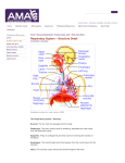 Respiratory System -